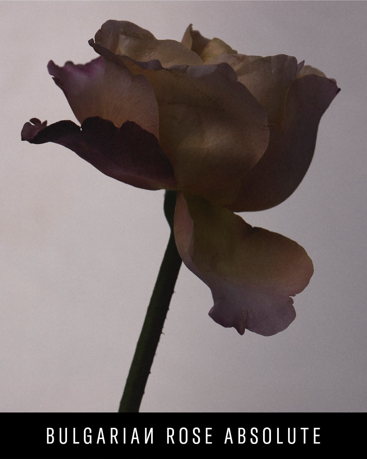 Fenty Eau De Parfum Travel Set + Refills - Image 3